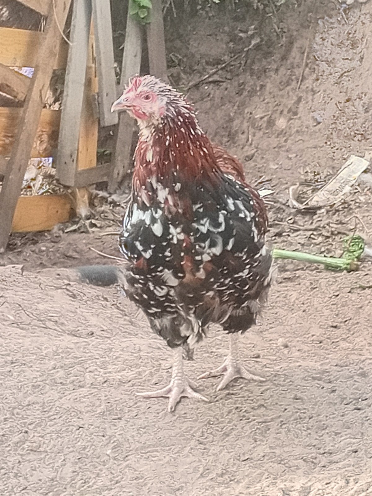 orpington groot hanen, Dieren en Toebehoren, Pluimvee, Mannelijk, Kip