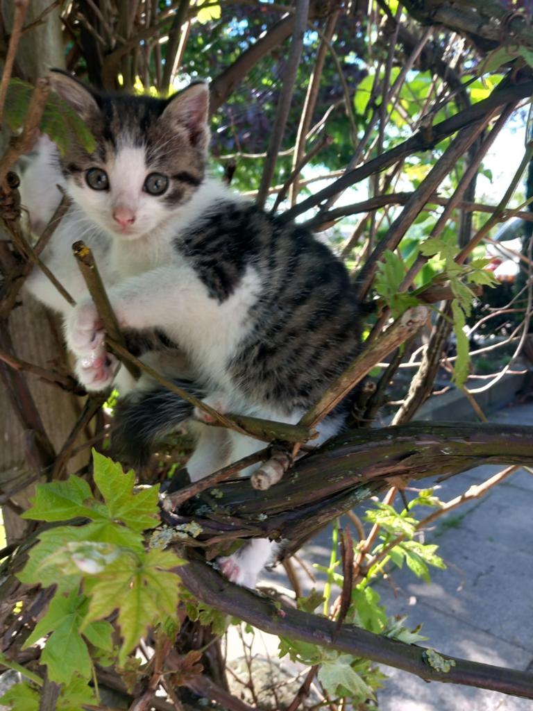 Kittens, Dieren en Toebehoren, Meerdere dieren