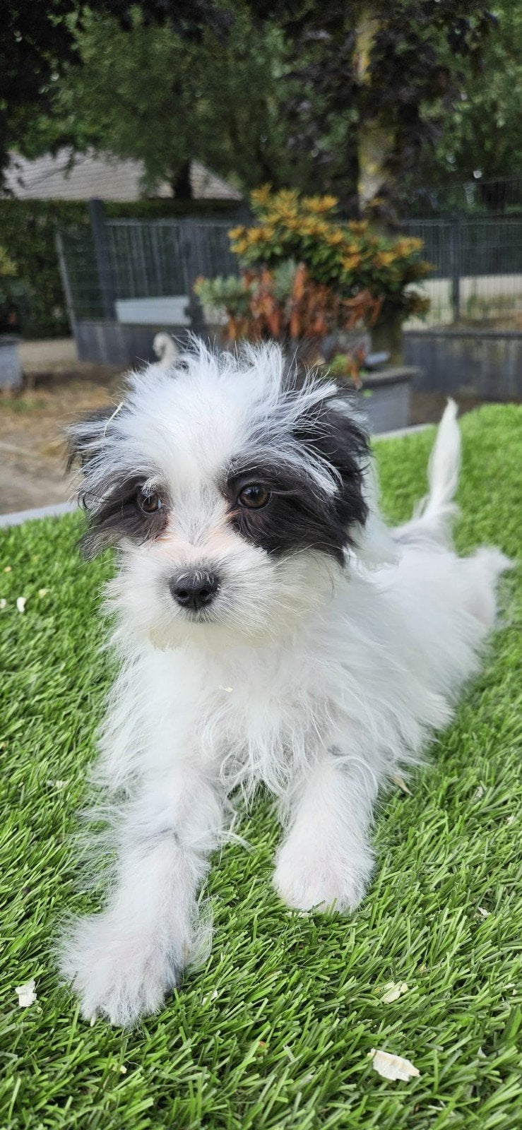 Te leuke boomer pups maltezer x poedel mix, Dieren en Toebehoren, Parvo, Nederland, 8 tot 15 weken, Meerdere