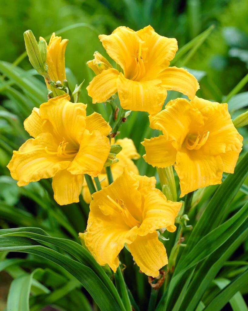 Hemerocallis 'Stella d'Oro' / daglelie P9 pot, Ophalen of Verzenden, Overige soorten, Halfschaduw
