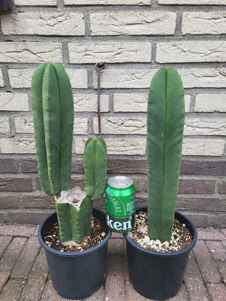 Trichocereus scopulicola Fr911 (San Pedro Cactus), Tuin en Terras, Planten | Tuinplanten, Volle zon, Vaste plant, Zomer, Ophalen