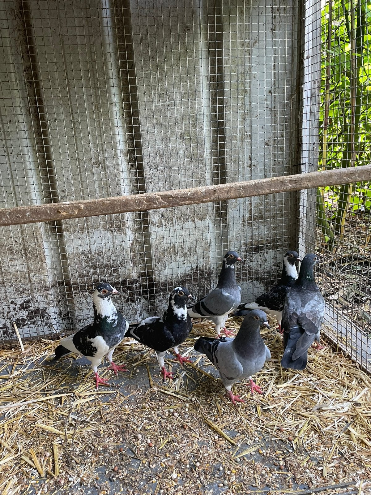 6 jonge sierduifjes, Meerdere dieren, Overige soorten