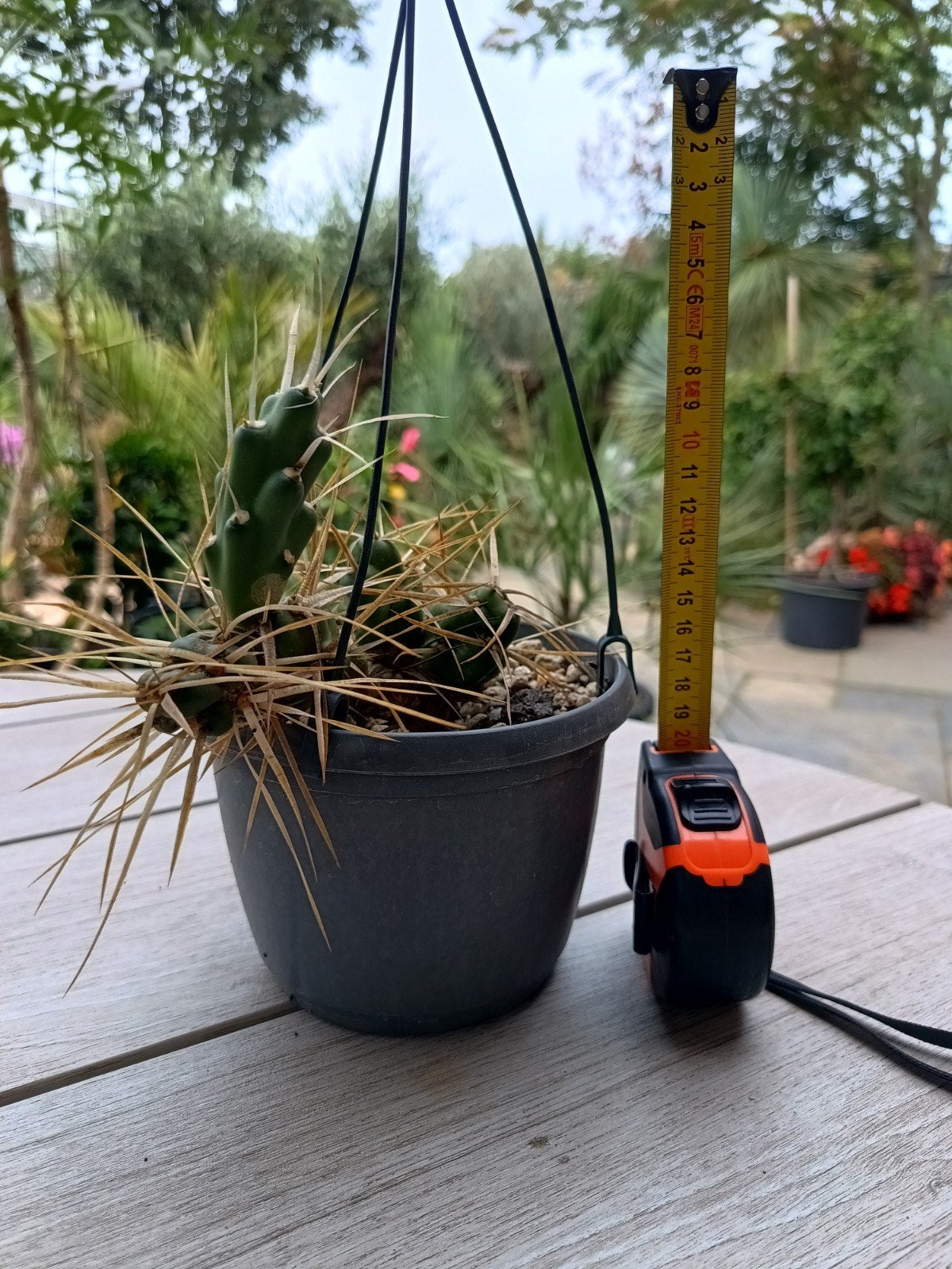 Cactus in hangpot - Let op maten in cm, Overige soorten, Volle zon, Vaste plant, Ophalen of Verzenden