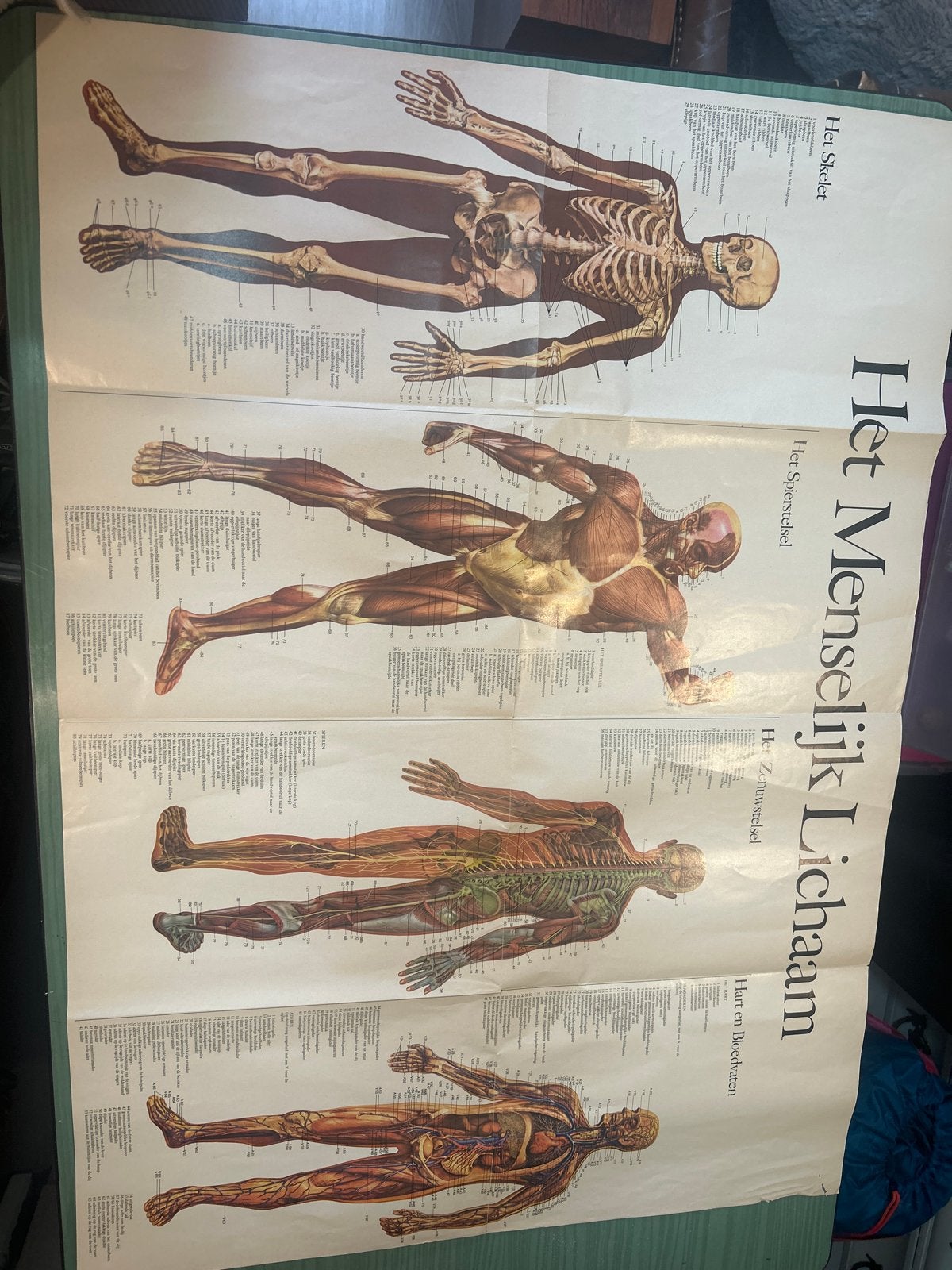 Vintage Anatomie Poster: Menselijk Lichaam, Ophalen of Verzenden