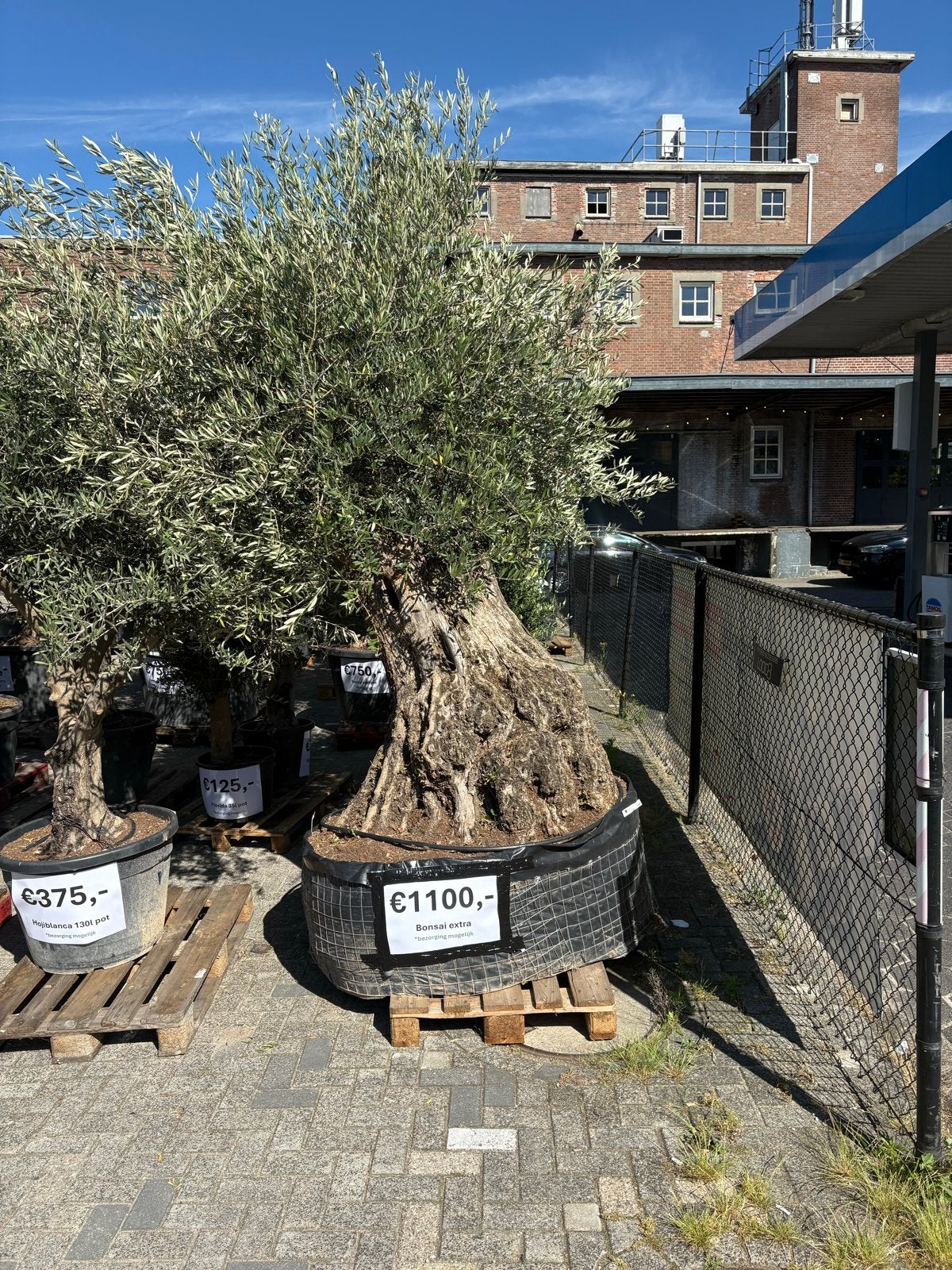 Olijfbomen uit Alicante...Voor outlet prijzen!!, Tuin en Terras, Overige soorten, Volle zon, Vaste plant, Ophalen of Verzenden
