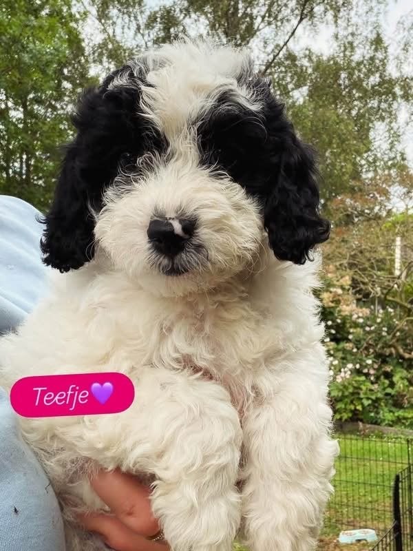 Labradoodle, Dieren en Toebehoren, Honden | Niet-rashonden, 8 tot 15 weken, Teef, Parvo, Meerdere