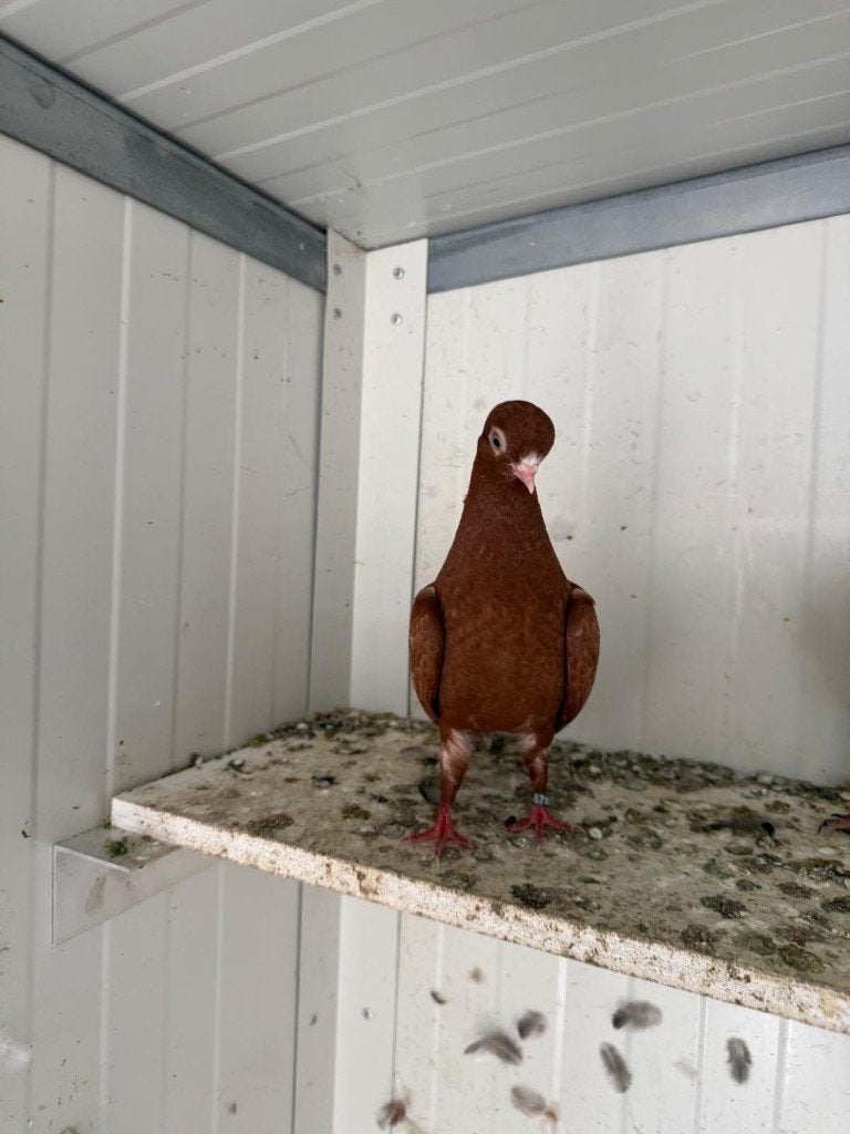 Portugese tuimelaars, Meerdere dieren, Tuimelaar of Roller