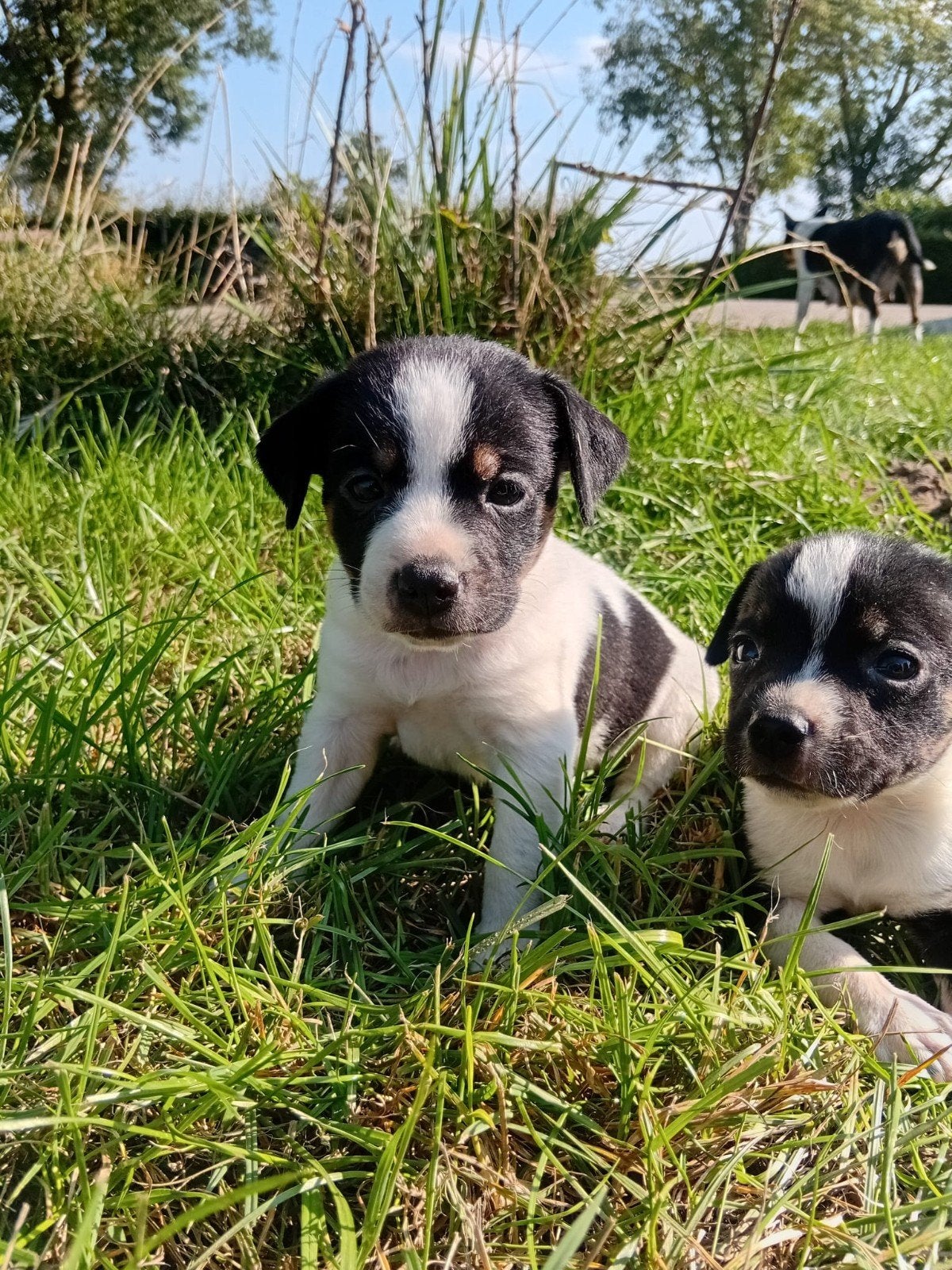 echte boerenfox pups, Dieren en Toebehoren, 8 tot 15 weken, Meerdere, Meerdere dieren, Klein