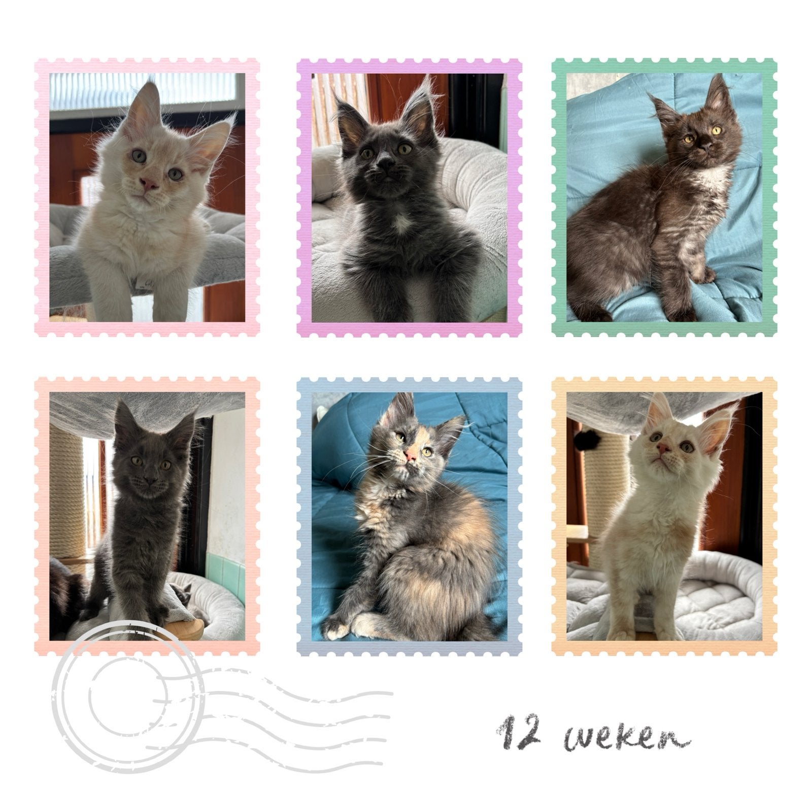 Nog twee Mooie Maine Coon kittens met stamb, geteste ouders, Meerdere dieren, Met stamboom, 0 tot 2 jaar
