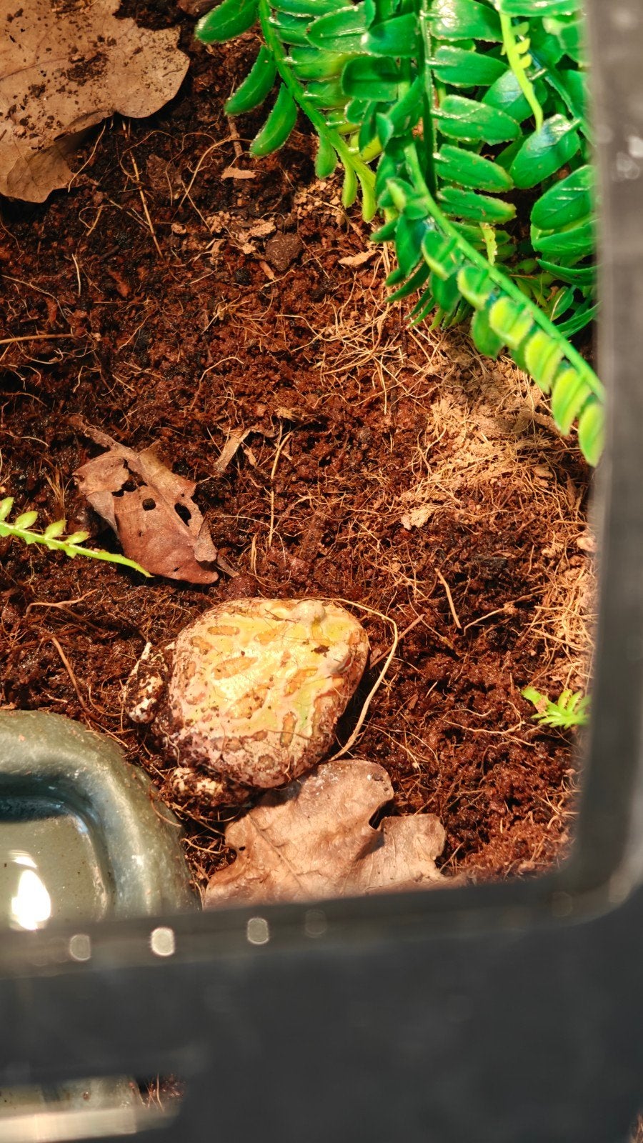 pacman frog no terrarium Frog - unknown for sale from sjparsons Samantha