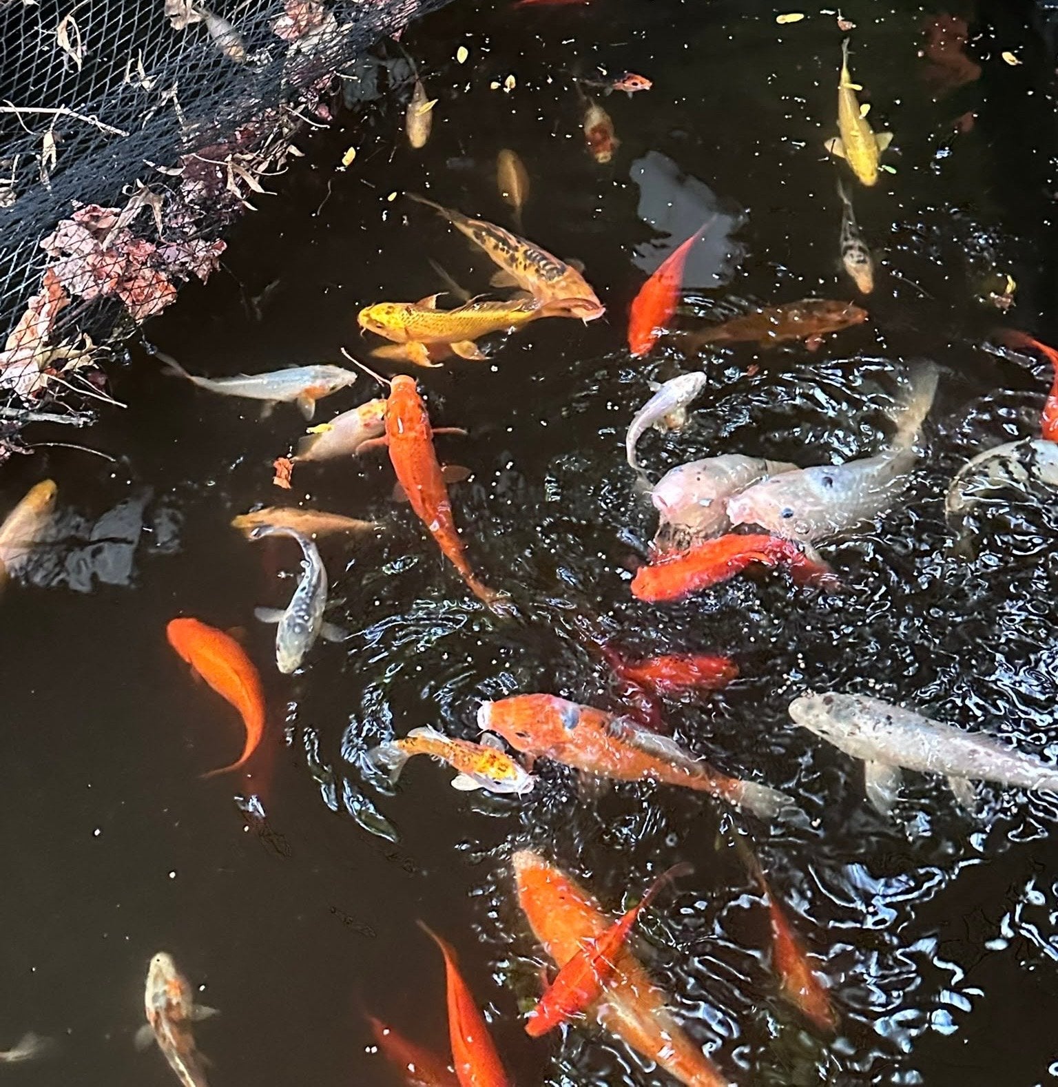 20+ koi , butterfly, 2 steur, goudvissen, Karper of Koi