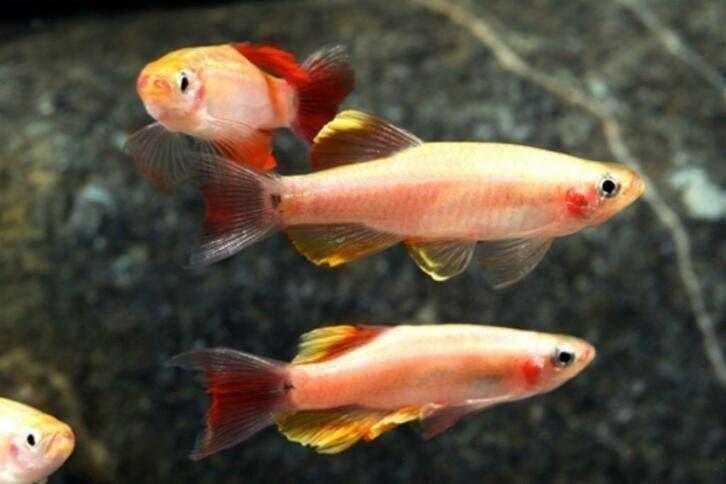 75000 vissen, malawi, discus, zalmen, tetra`s, gourami, cory, Dieren en Toebehoren, Vis