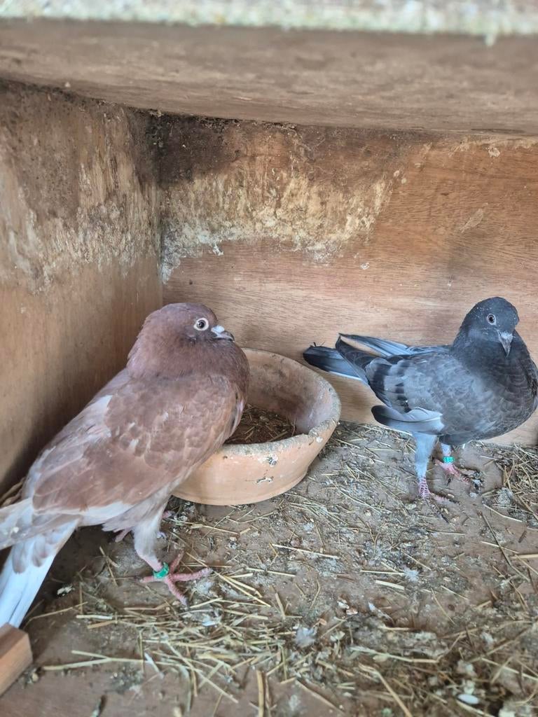 Sierduiven slenken, Dieren en Toebehoren, Vogels | Duiven, Meerdere dieren, Overige soorten
