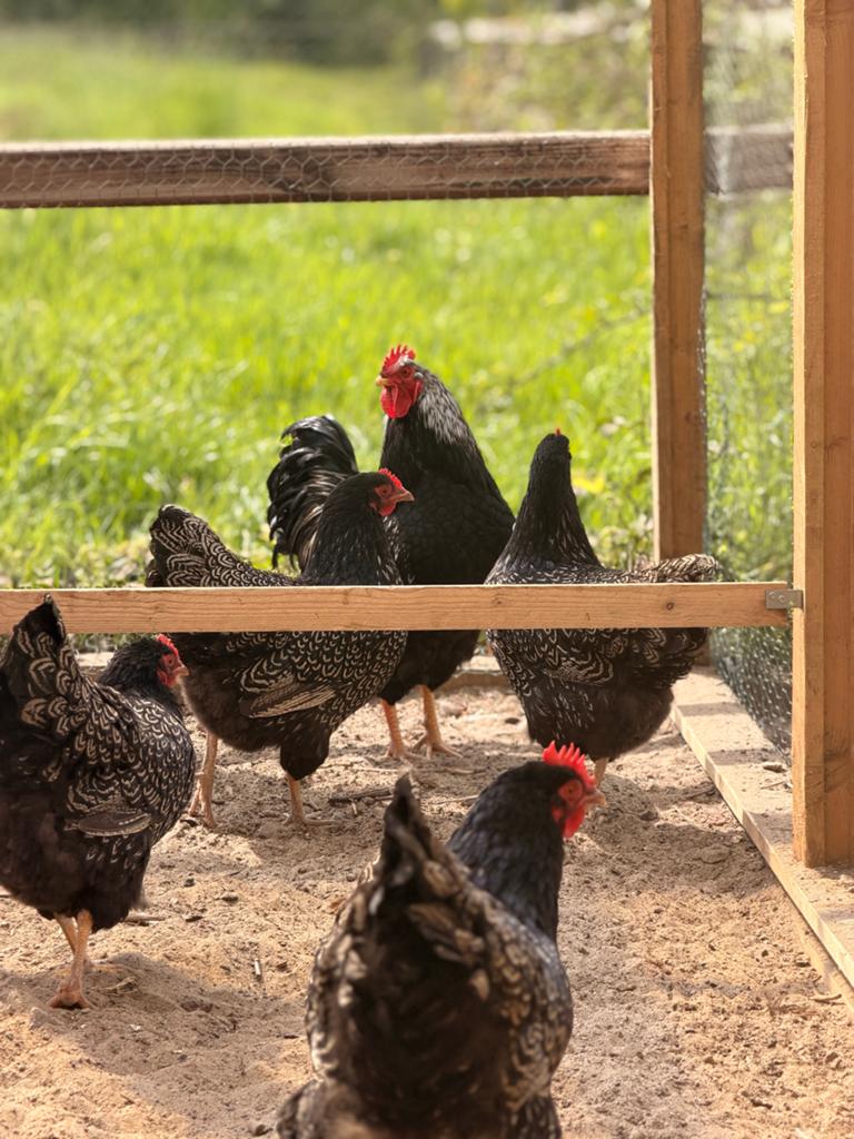 Hele mooi barnevelders, Dieren en Toebehoren, Meerdere dieren, Kip