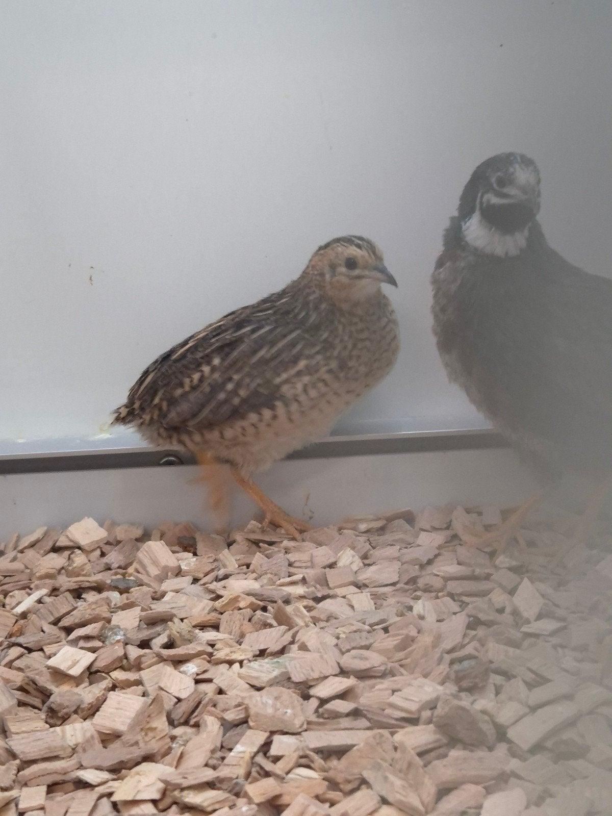 5-1 Chinese dwergkwartels, Meerdere dieren, Tropenvogel, Geringd