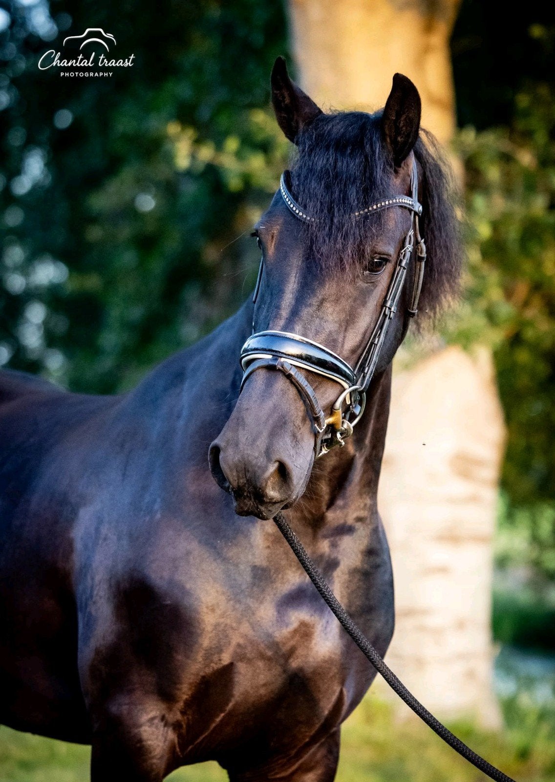 4 jarige Friese merrie, Dieren en Toebehoren, Paarden, Merrie, Zadelmak, 160 tot 165 cm, 3 tot 6 jaar, Dressuurpaard, Met stamboom