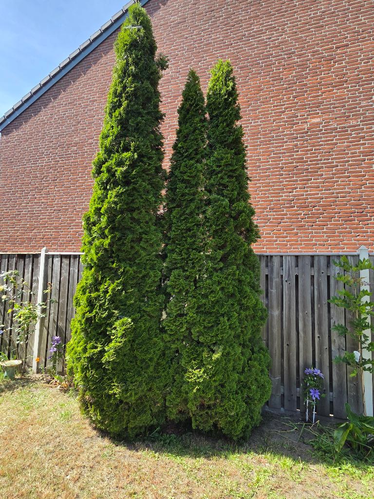 Coniferen, Thuja Smaragd, Volle zon, Vaste plant, Bloeit niet, Ophalen