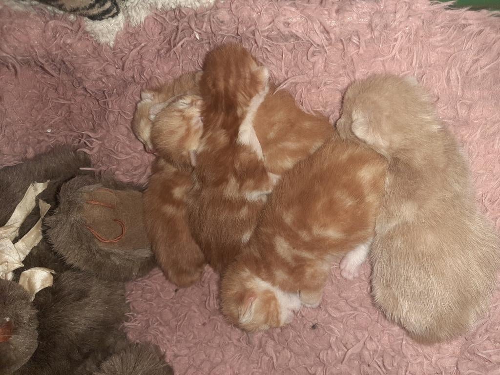 5 rooie kittens, Meerdere dieren