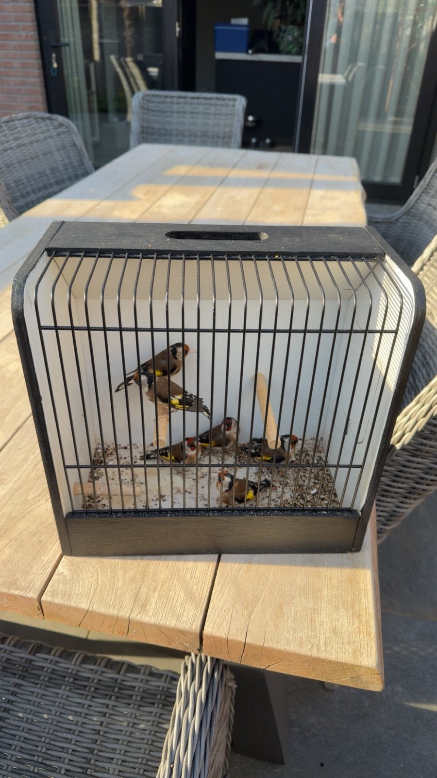 3 koppel prachtige bloem putters, Meerdere dieren, Bastaard