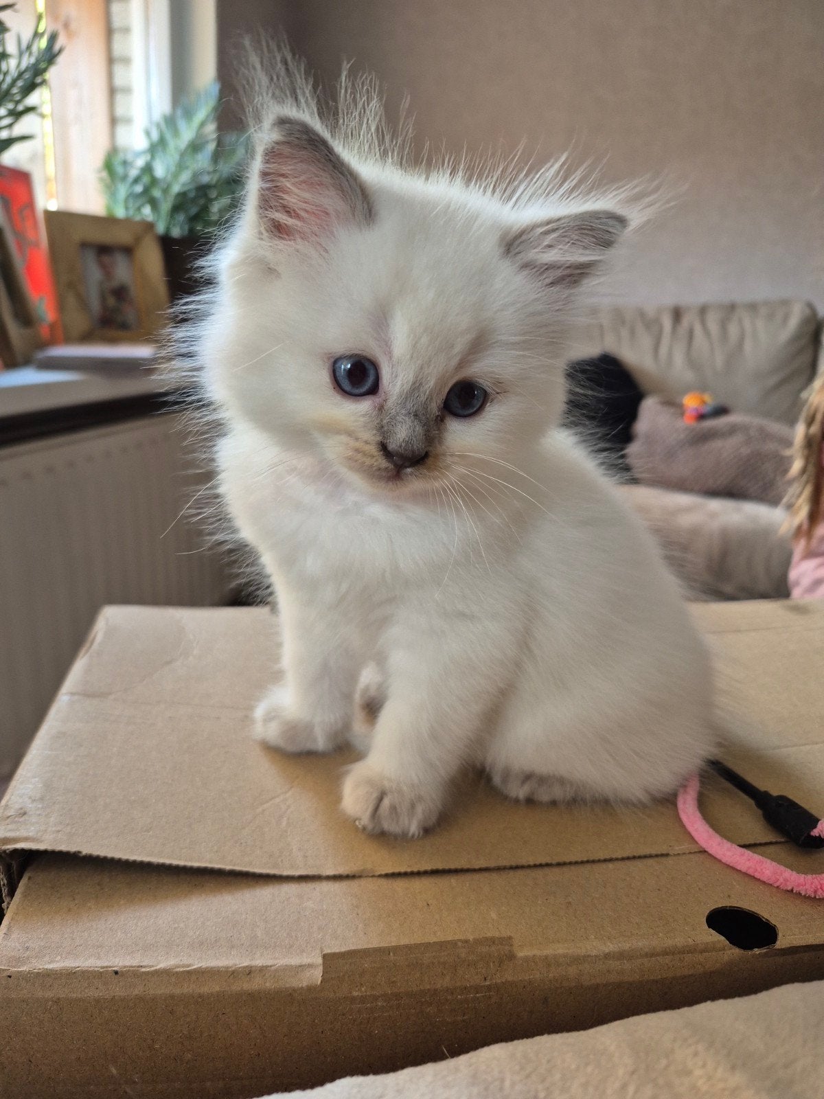 5 ragdoll kittens te koop, Meerdere dieren, Ontwormd, 0 tot 2 jaar