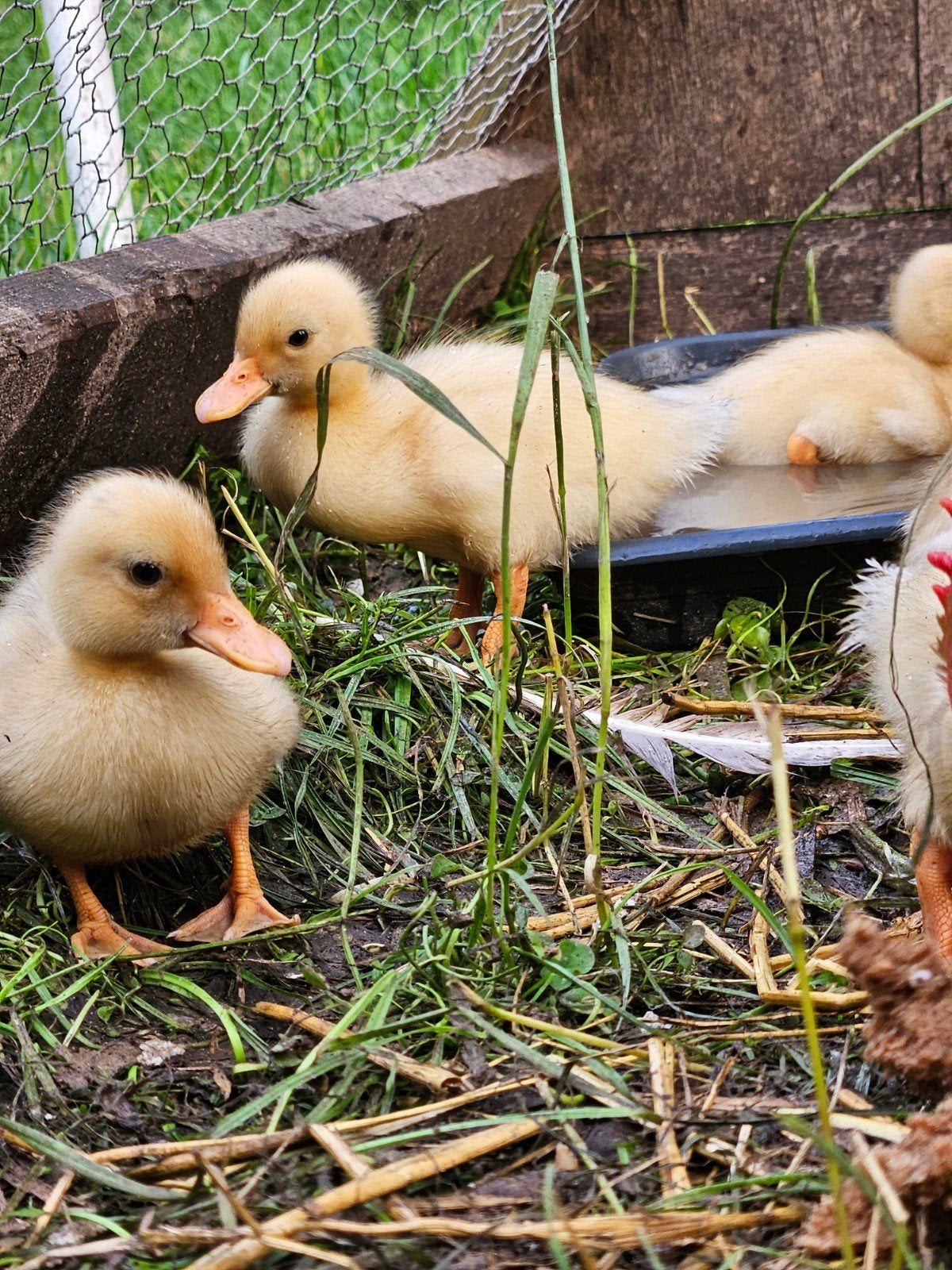 Kwakertjes, eendjes, Dieren en Toebehoren, Pluimvee, Geslacht onbekend, Eend