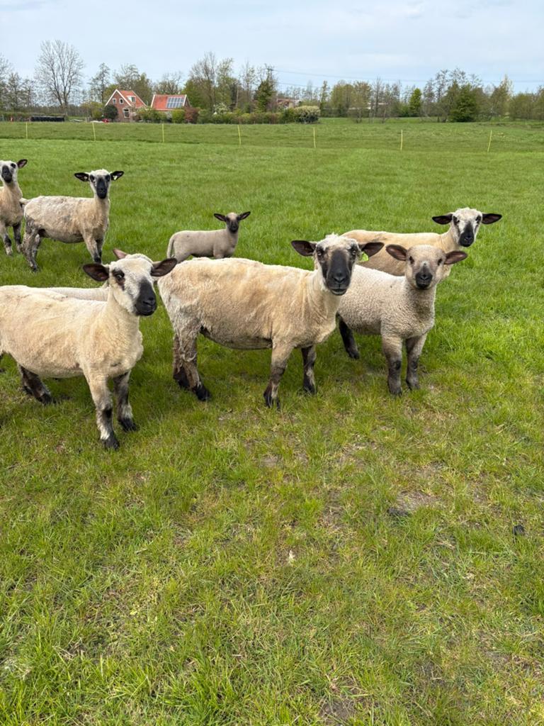 Hampshire down schapen, Dieren en Toebehoren, Schapen, Geiten en Varkens, Vrouwelijk, Schaap