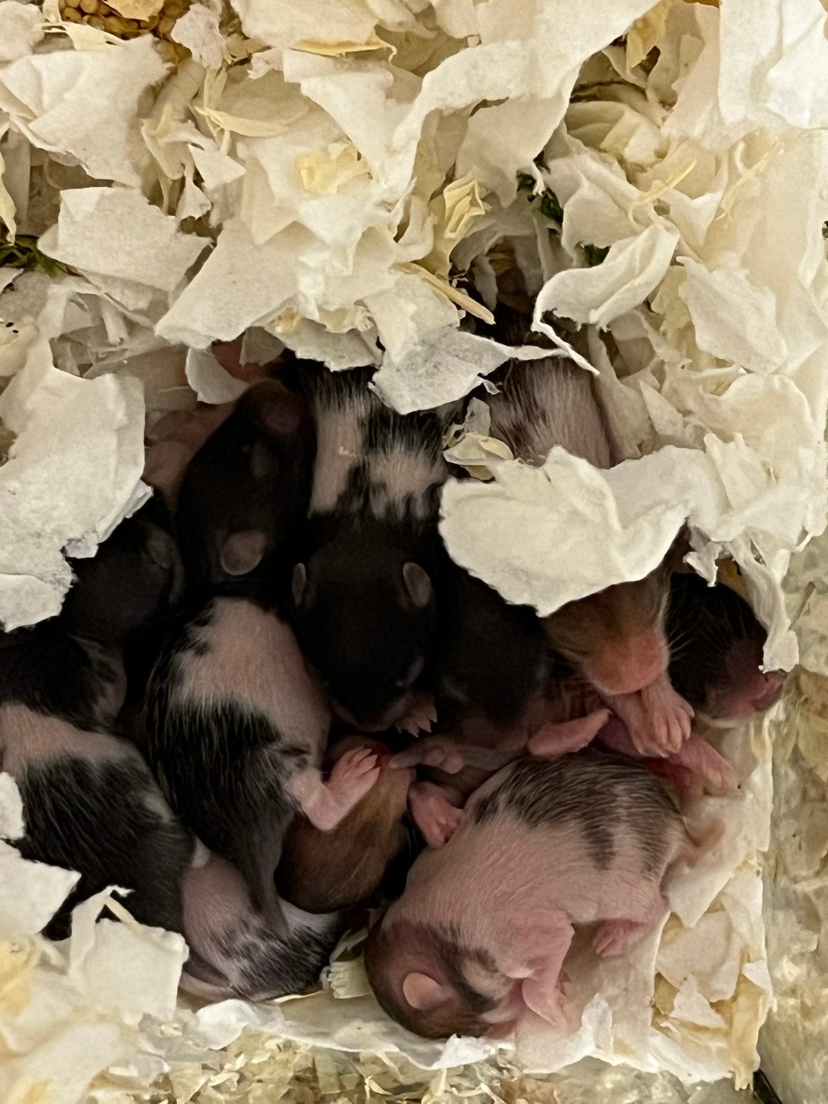 Syrische hamster baby’s, Dieren en Toebehoren, Knaagdieren, Mei, Meerdere dieren, Hamster