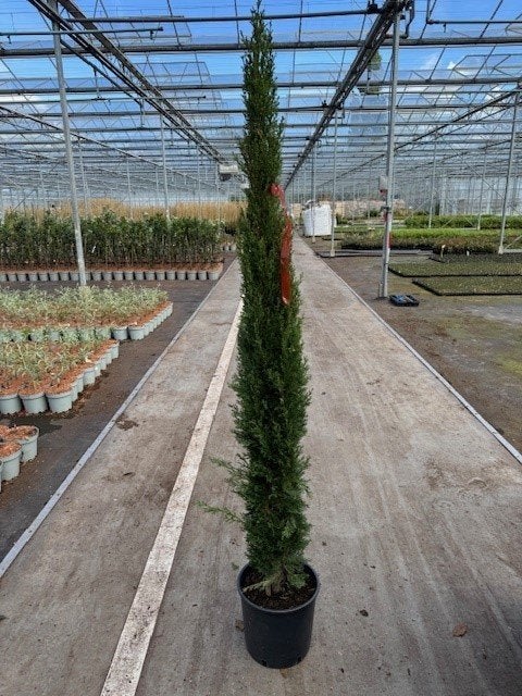 Cupressus sempervirens 🌳 Italiaanse Cipres 🌳, Ophalen, Bloeit niet, Overige soorten