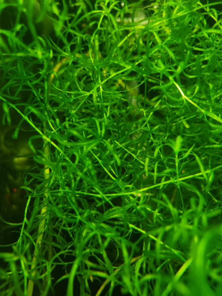 Guppy grass, Ophalen of Verzenden, Nieuw, Plant(en), Steen of Hout