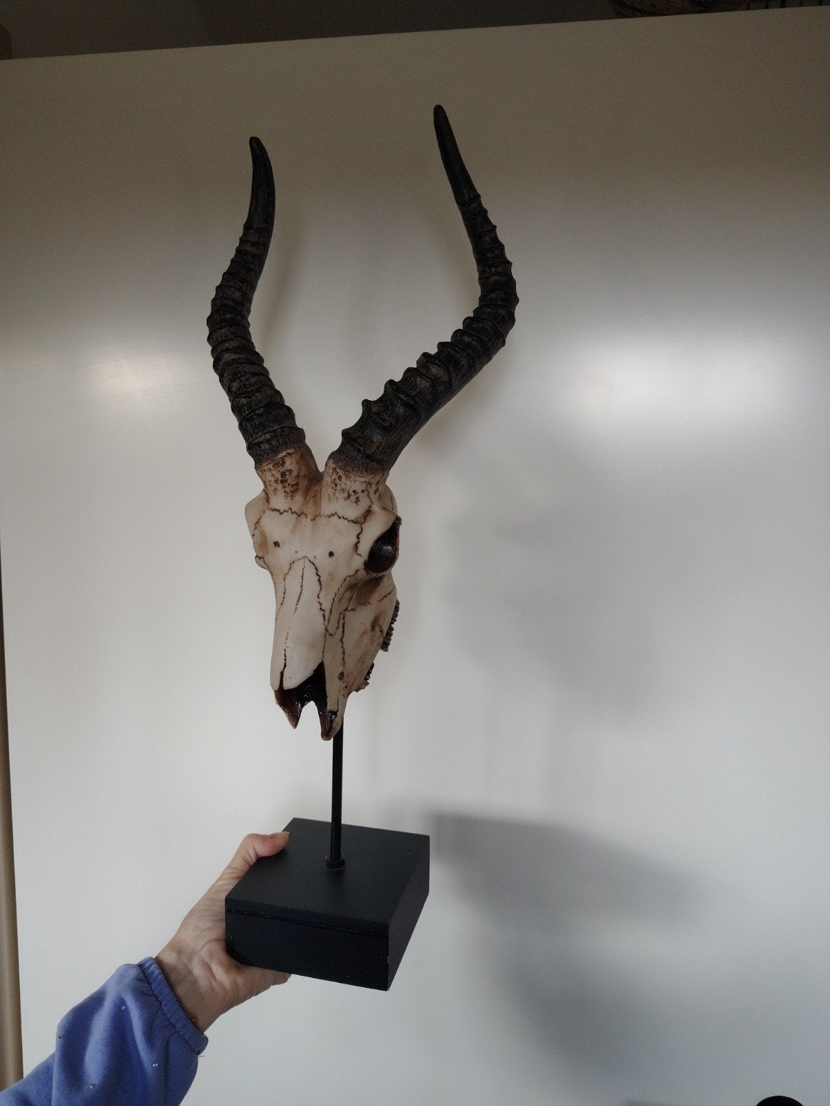 Gazelle schedel met hoorns op standaard, Ophalen, Zo goed als nieuw