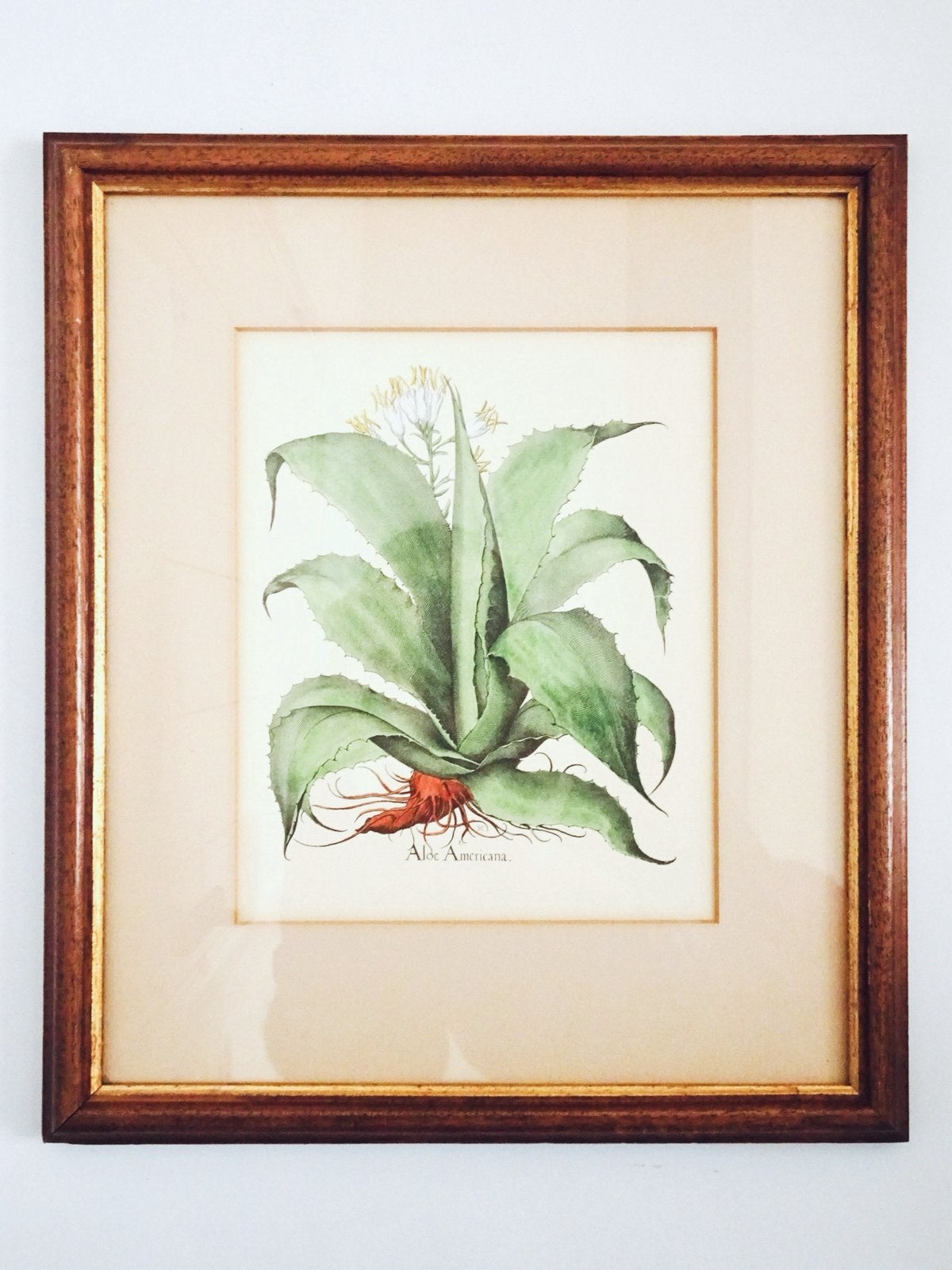 Vintage antiek Botanisch litho lijst agave plant illustratie, Ingelijst, Ophalen, Dieren en Natuur, Lithografie