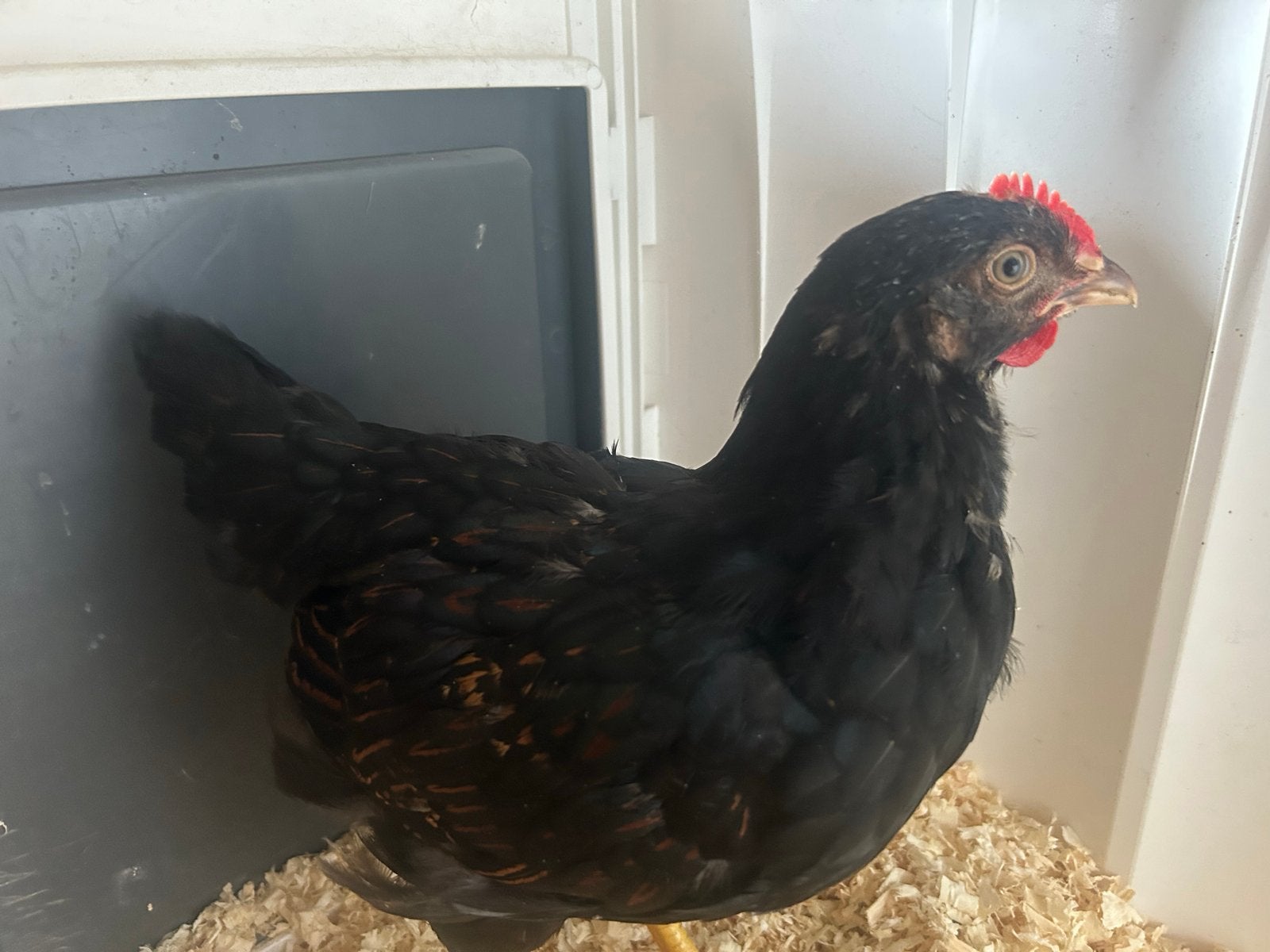 Aangeboden Barnevelder dubbelgezoomd goud-zwart kippen, Dieren en Toebehoren, Meerdere dieren, Kip