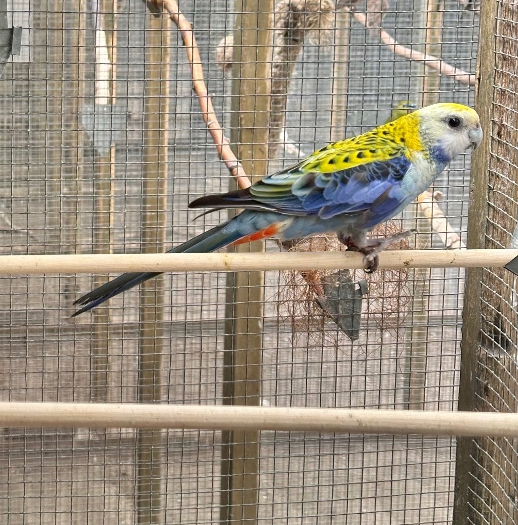 Bleekkop rosella koppels, Dieren en Toebehoren, Vogels | Parkieten en Papegaaien, Meerdere dieren, Parkiet