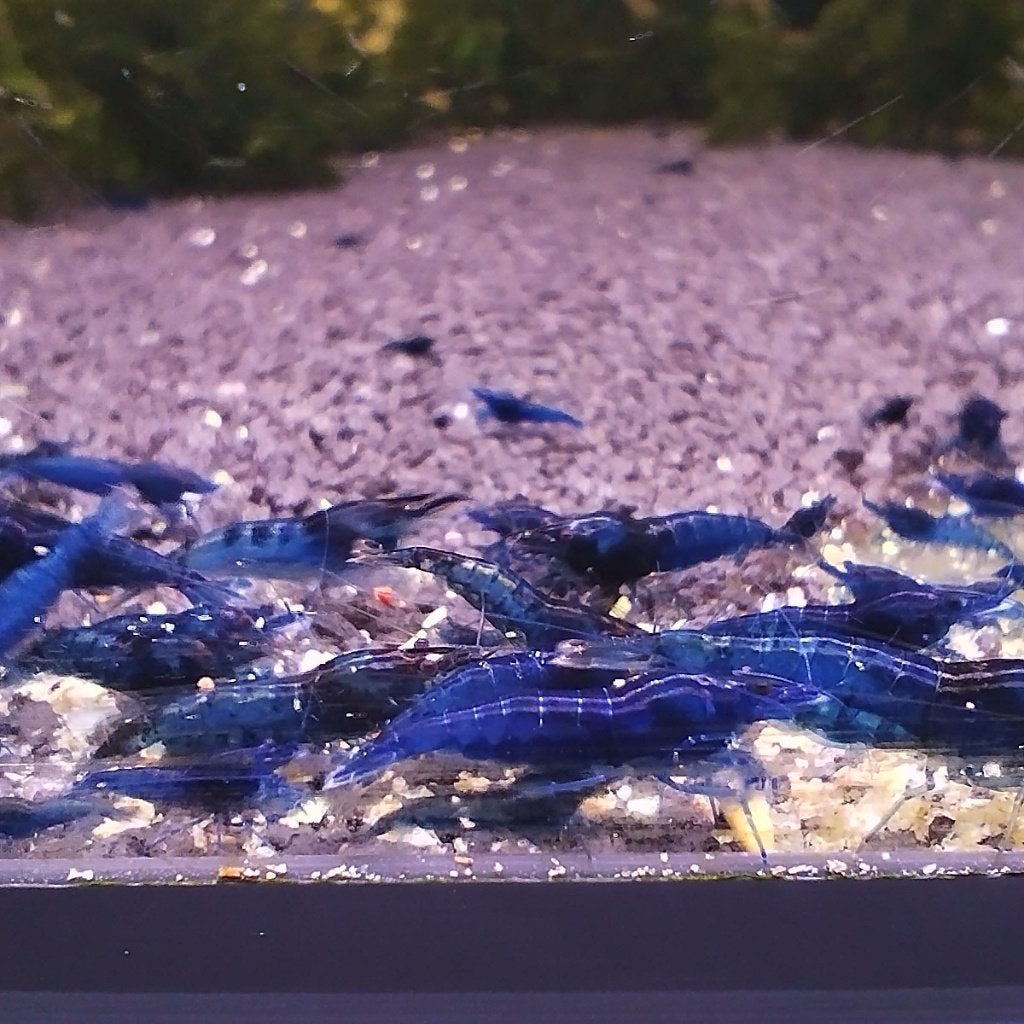 Ocean Blue garnalen, Dieren en Toebehoren, Vissen | Aquariumvissen, Kreeft, Krab of Garnaal, Zoetwatervis