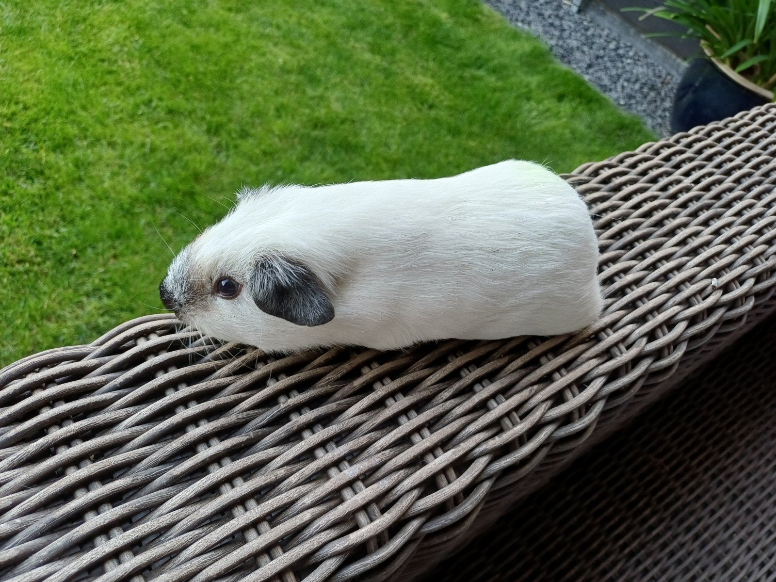 Jonge california Cavia, Dieren en Toebehoren, Knaagdieren, Mei, Mannelijk, Cavia