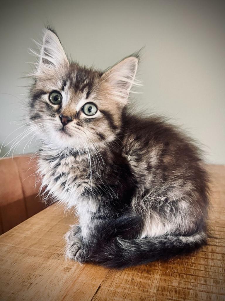 Prachtig nestje kittens, ragdoll mix, Dieren en Toebehoren, Katten en Kittens | Raskatten | Langhaar, Meerdere dieren