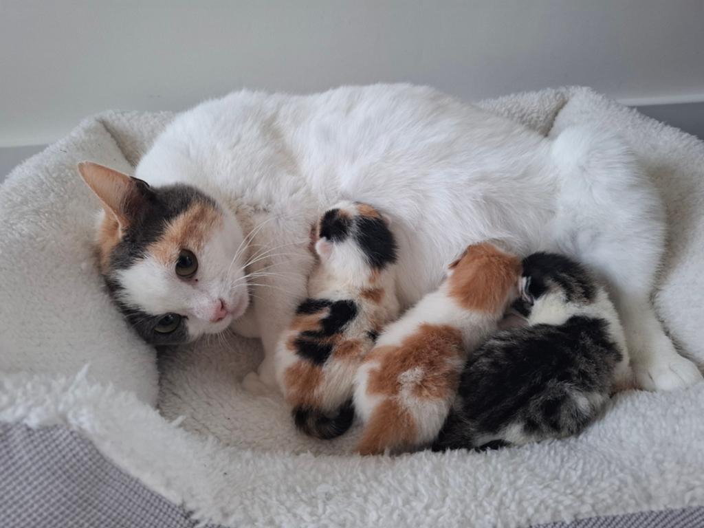 Prachtige kittens, Dieren en Toebehoren, Meerdere dieren, Kortharig, 0 tot 2 jaar