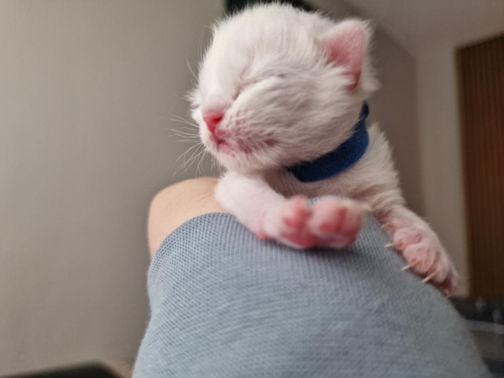 Prachtige Ragdoll kittens uit geteste ouders, Meerdere dieren, Gechipt, 0 tot 2 jaar
