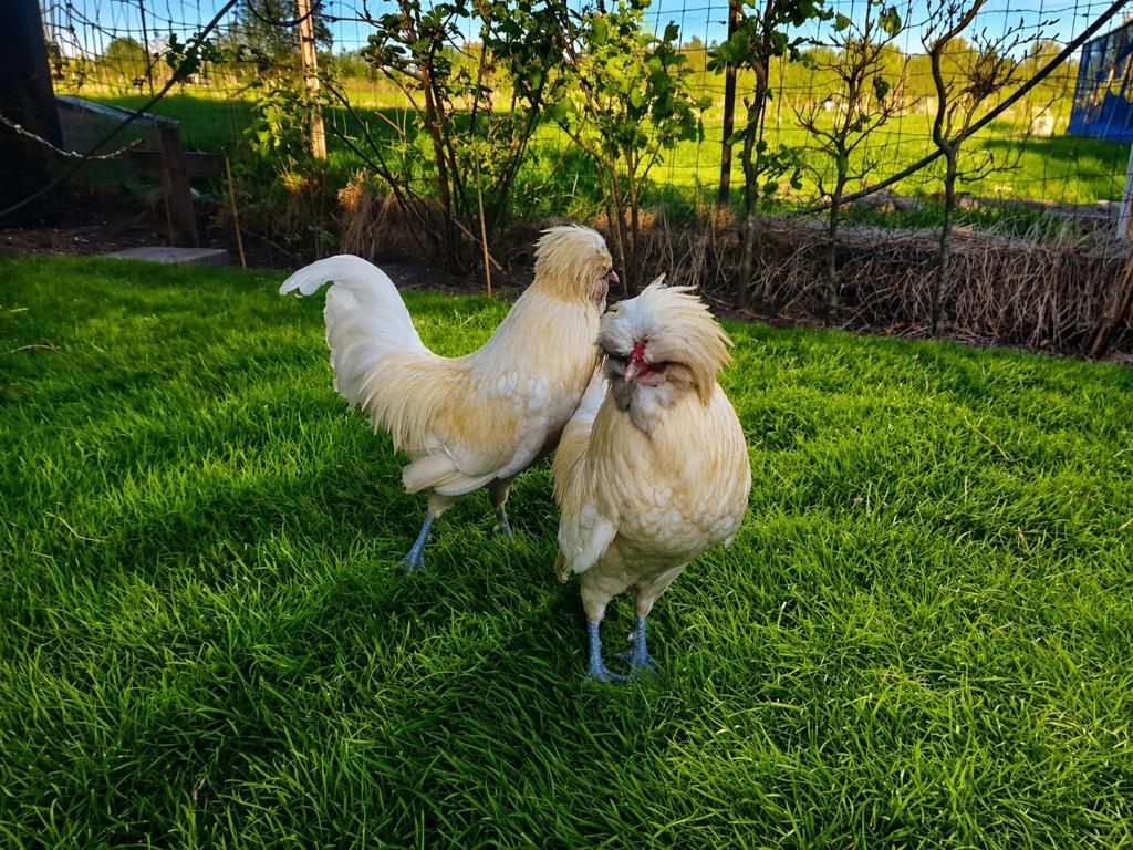Witte Kuifhoen haan zoekt nieuw huisje - 2 stuks padua glad, Mannelijk, Kip