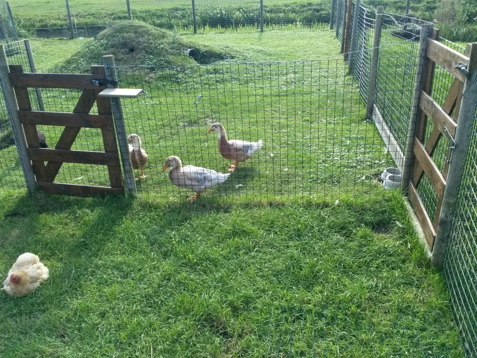 Loop eenden, Dieren en Toebehoren, Meerdere dieren, Eend