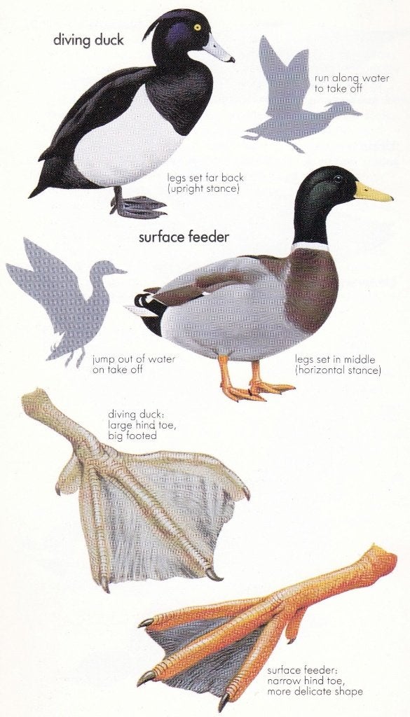Boyer, Trevor & Gooders, John - Ducks (1989), Ophalen of Verzenden, Nieuw