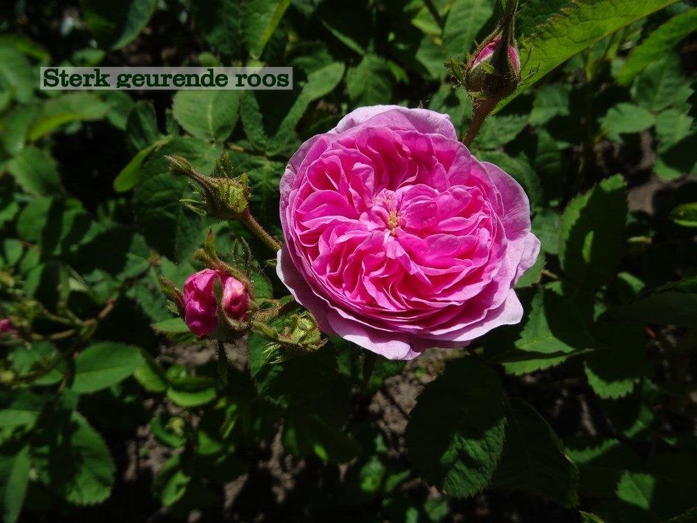 Tuinplanten divers - rozenstruik divers, Ophalen, Vaste plant, Overige soorten, Volle zon