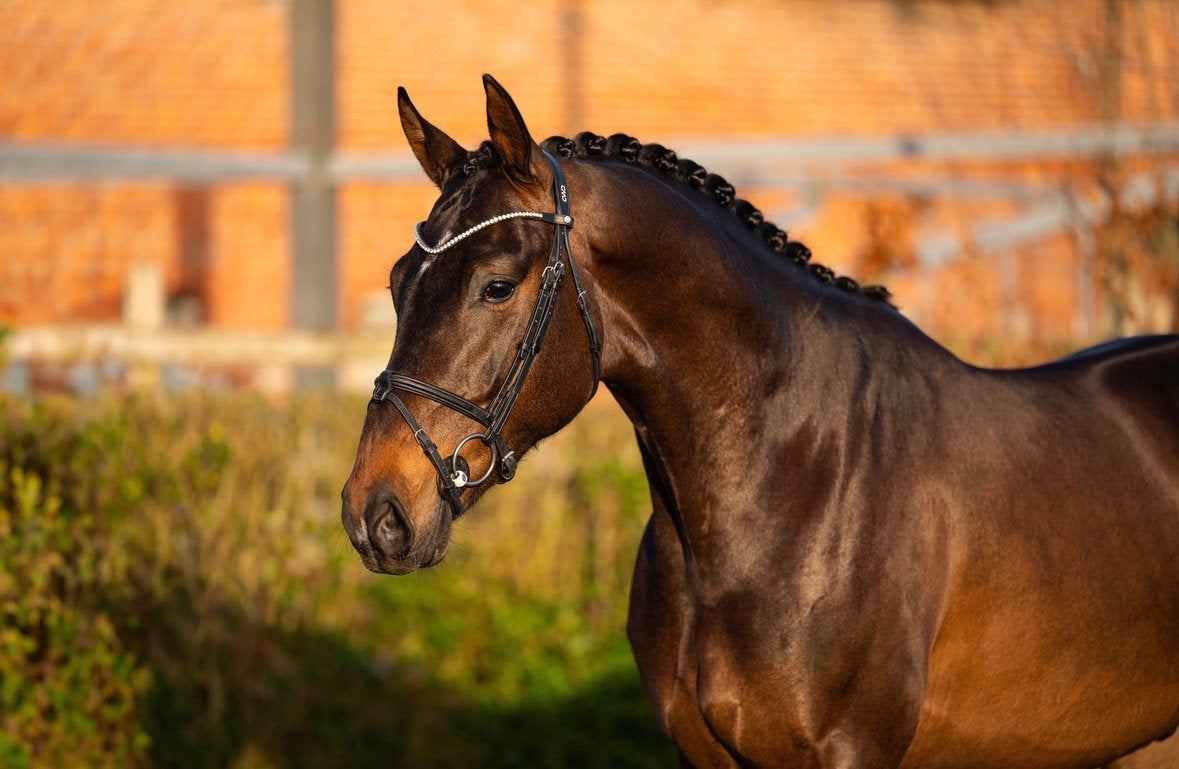 Veelbelovende 4-jarige KWPN ruin (Livius x San Remo), Dieren en Toebehoren, Met stamboom, Ruin, Dressuurpaard, 3 tot 6 jaar