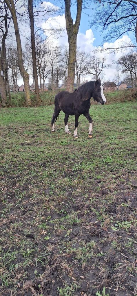 Te koop 2 welsh hengstjes, Dieren en Toebehoren, Pony's, Hengst, Met stamboom, 0 tot 2 jaar