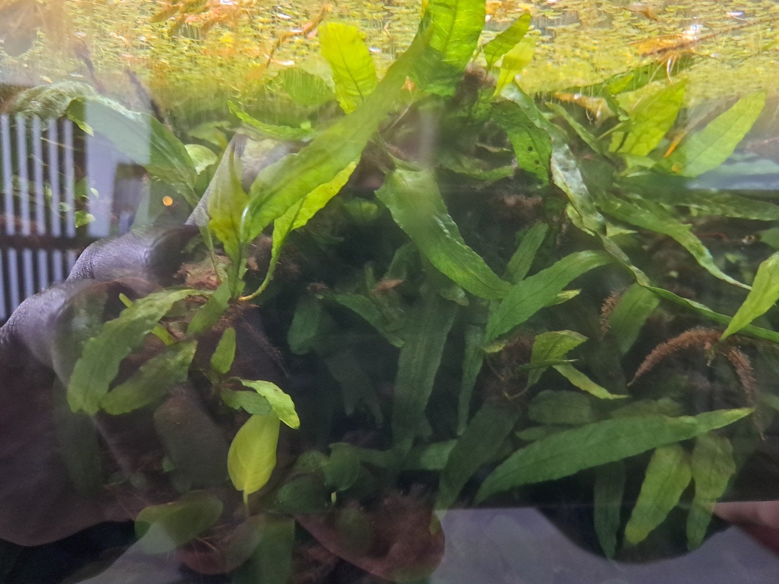 gratis aquariumplanten, Ophalen, Plant(en), Steen of Hout