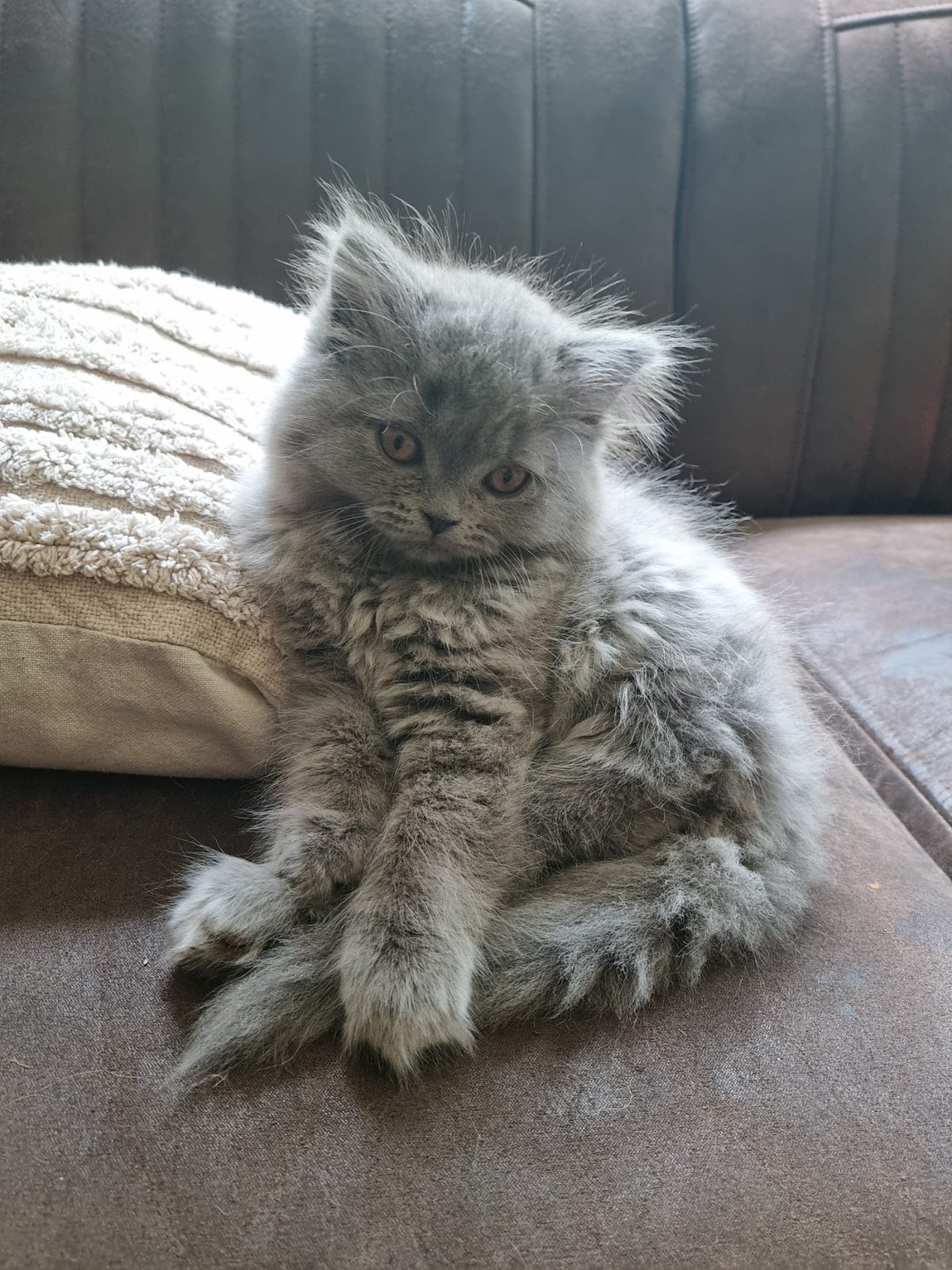 Kitten / maincoon / pers / britse korthaar, Dieren en Toebehoren, Katten en Kittens | Raskatten | Langhaar, Kater, Ontwormd