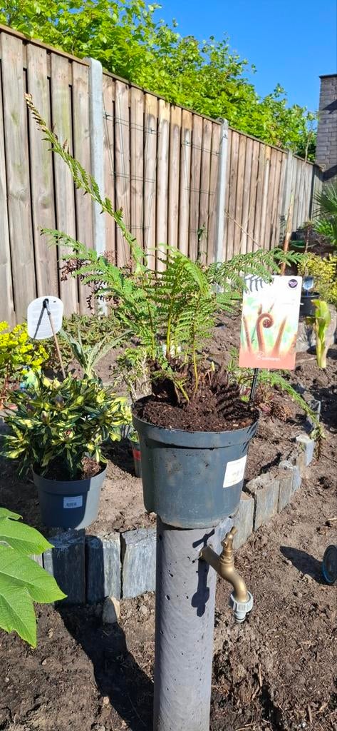 Dicksonia Antarctica - Meerkoppige Boomvaren, Vaste plant, Varens, Ophalen of Verzenden, Bloeit niet
