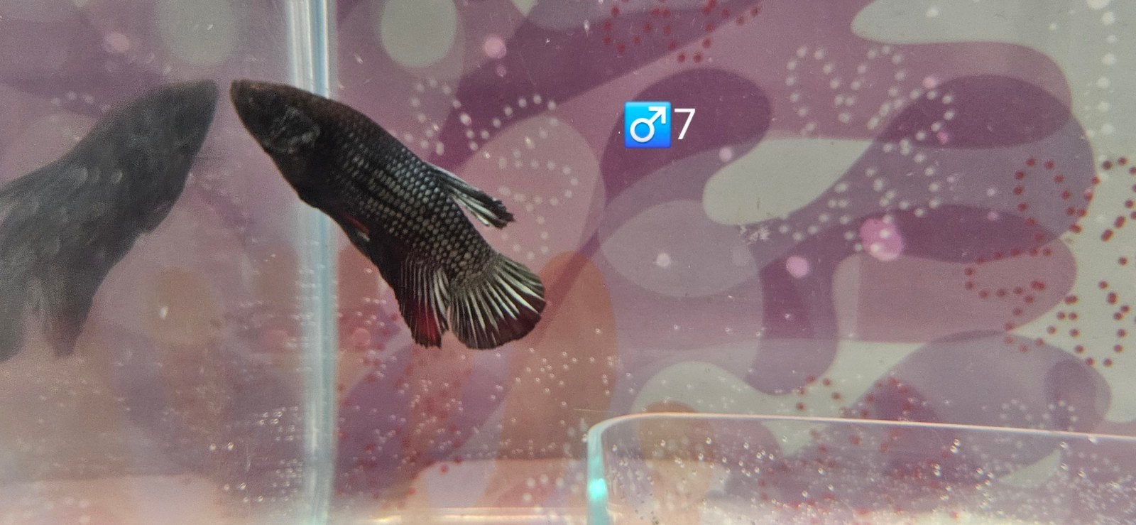 Betta visjes, Dieren en Toebehoren, Vis, Zoetwatervis