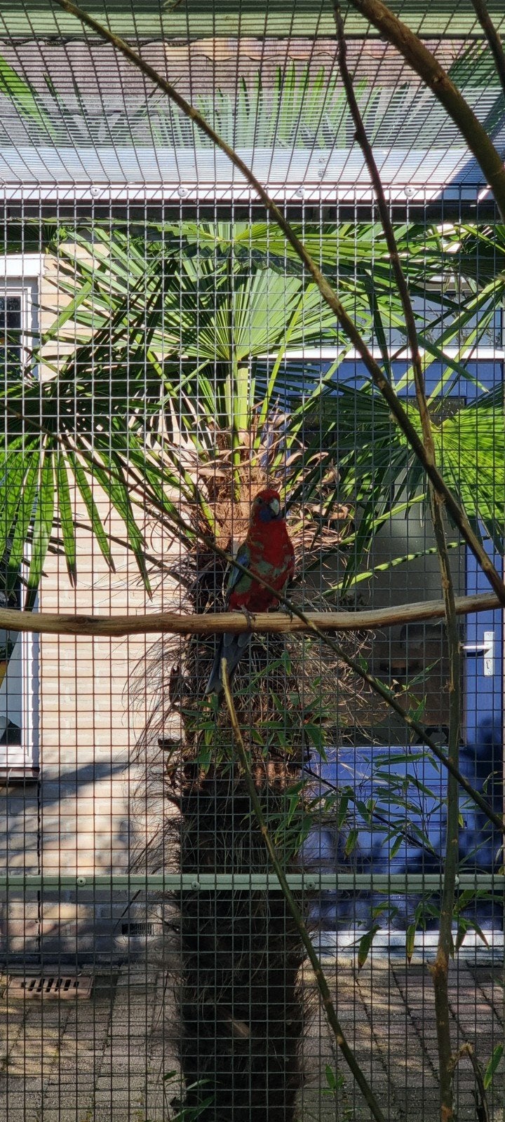Pennant Rosella man, Dieren en Toebehoren, Mannelijk, Parkiet, Geringd