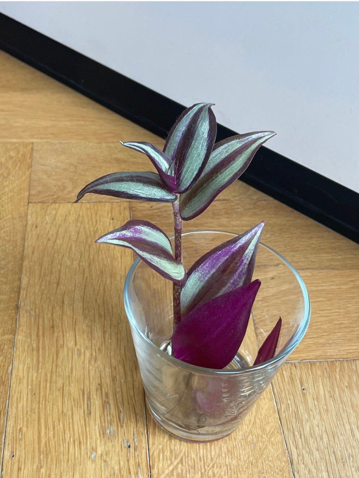 🌱 Vaderplant Trandescantia zebrina geworteld stekje, Bloeiende kamerplant, Ophalen, Halfschaduw, Minder dan 100 cm